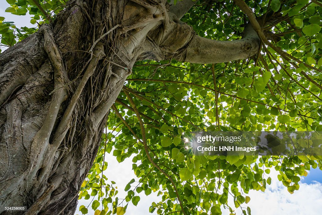 A big linden tree