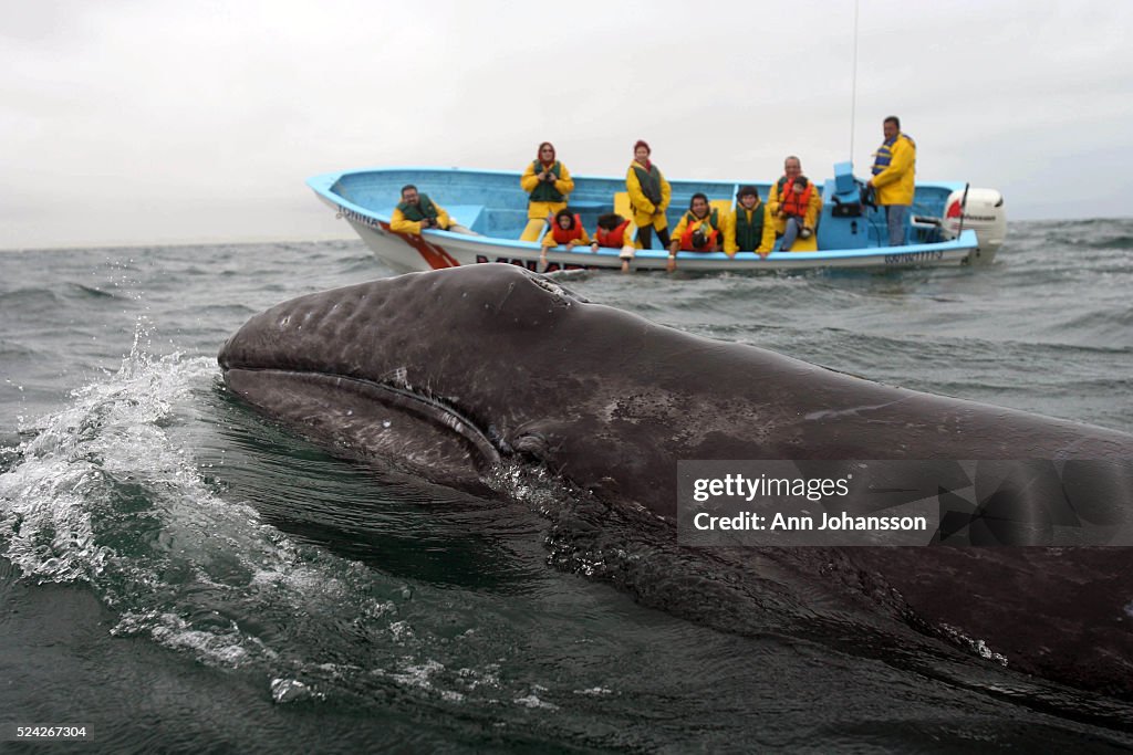 Mexico - Laguna Ojo de Libre - Gray Whales