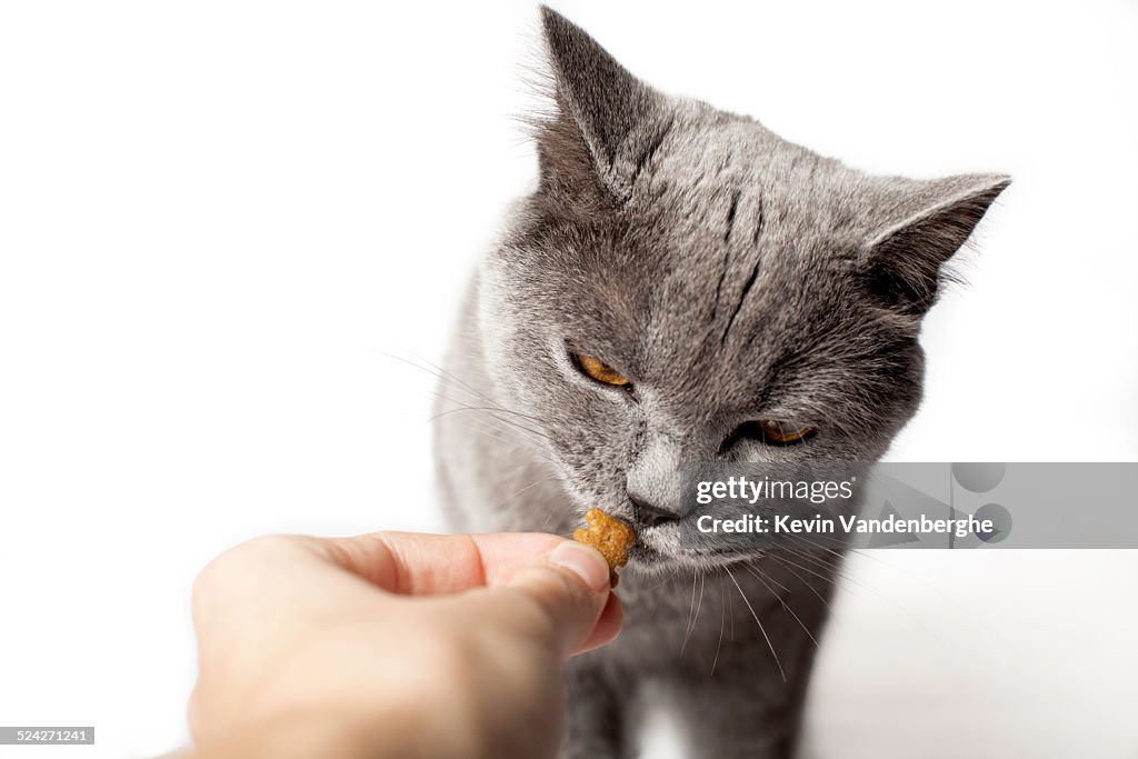 British shorthair is eating a cookie