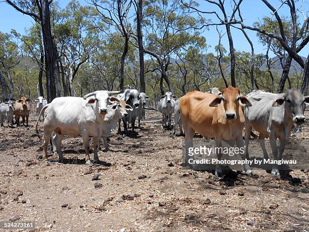 215 Overgrazing Photos and Premium High Res Pictures - Getty Images