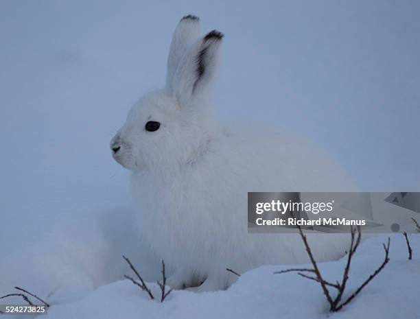 arctic hare in snow - arctic hare stock pictures, royalty-free photos & images