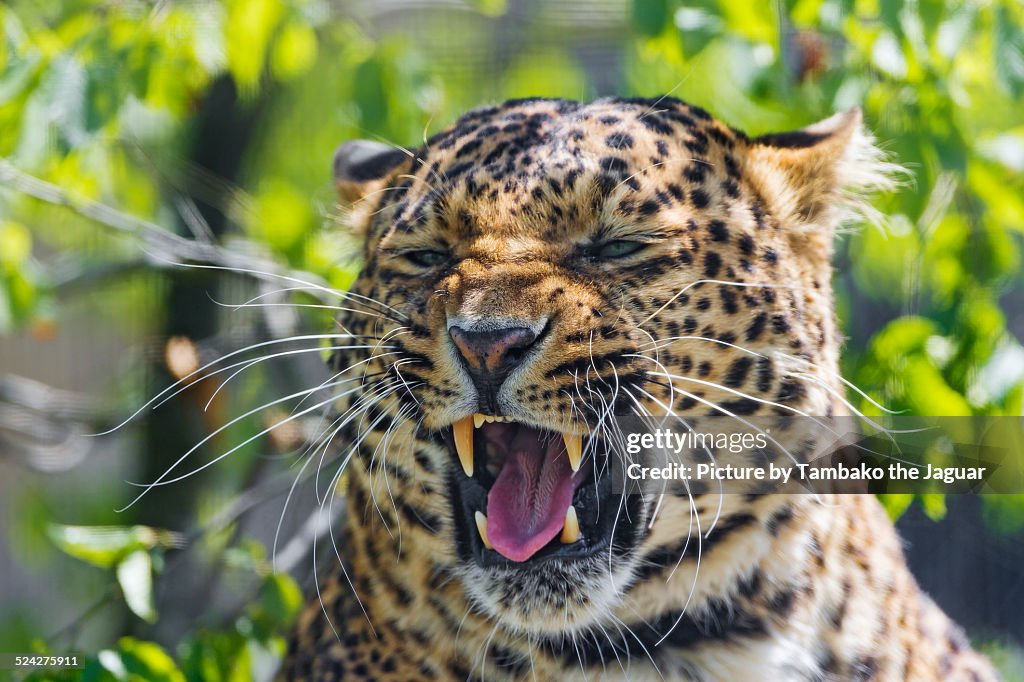 Leopardess starting to yawn
