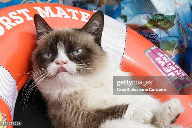 Tardar Sauce aka 'Grumpy Cat' and owner Tabatha Bundesen make a personal appearance at the Mashable House during the 2014 SXSW Music, Film +...