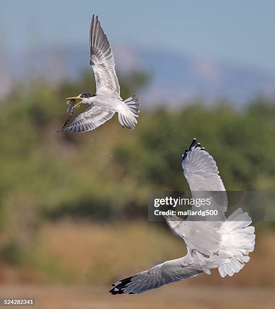 tern vs gull - gaviota de california fotografías e imágenes de stock