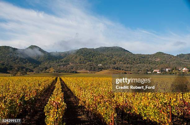 Golden vineyards in Autumn near Yountville California Napa Valley