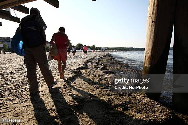 Sopot, Poland 17th, July, 2014 Due to the high temperature and flauta at sea, on the Sopot's Baltic Sea beach blue-green cyanobacteria algae bloomed....