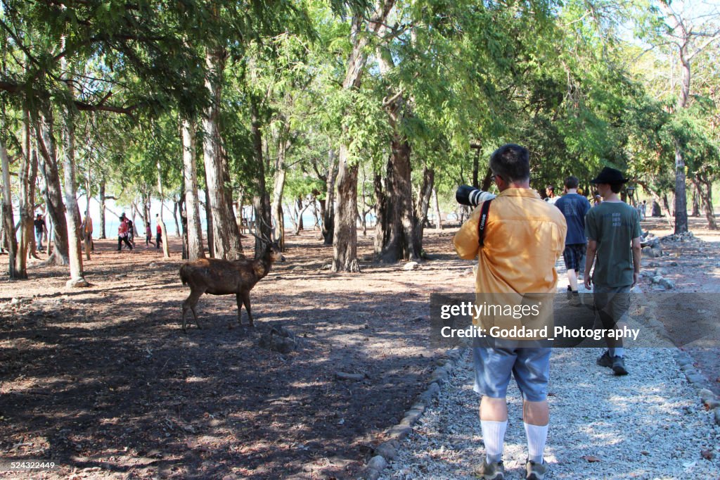 Indonesia: Timor Rusa Deer on Komodo Island