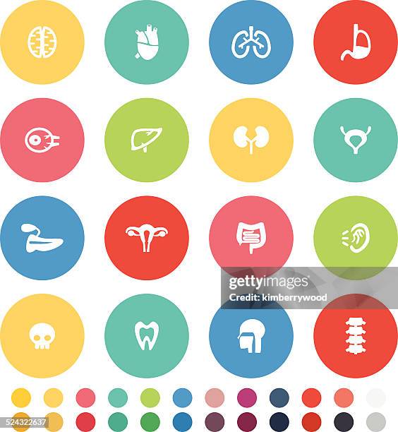 organ icon set - human pancreas stock illustrations