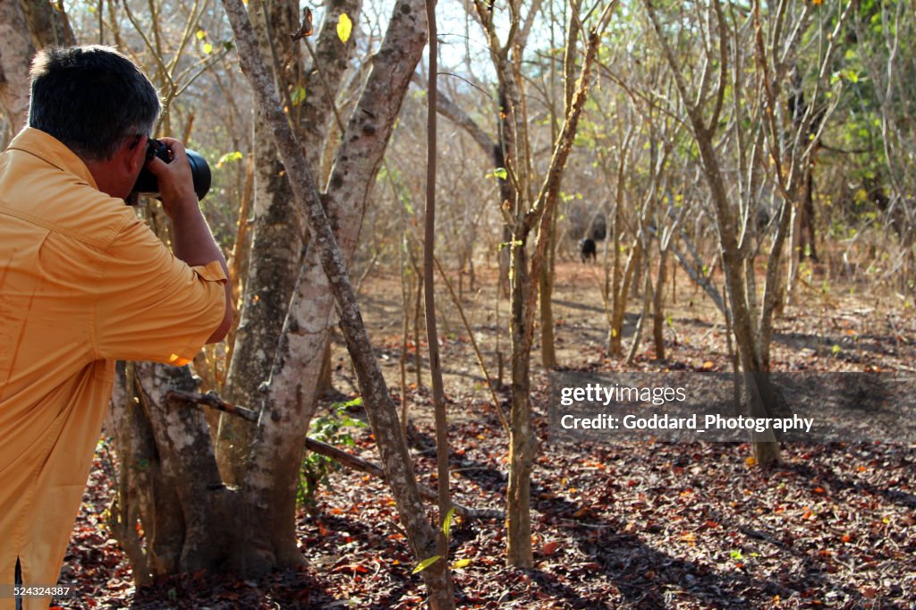 Indonesia: Timor Rusa Deer on Komodo Island
