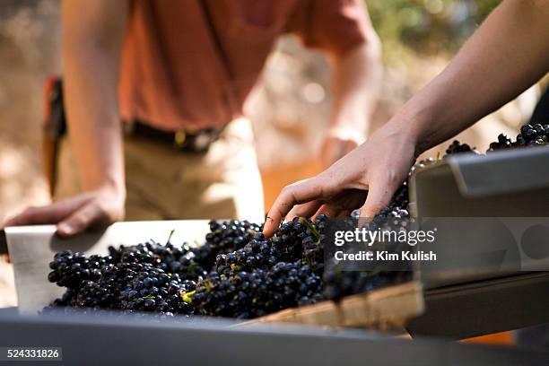 Winemaker Kent Fortner, of Road 31 Wine Company, and his crew crush his Pinot Noir wine grapes harvested from the Carneros District, a cool,...