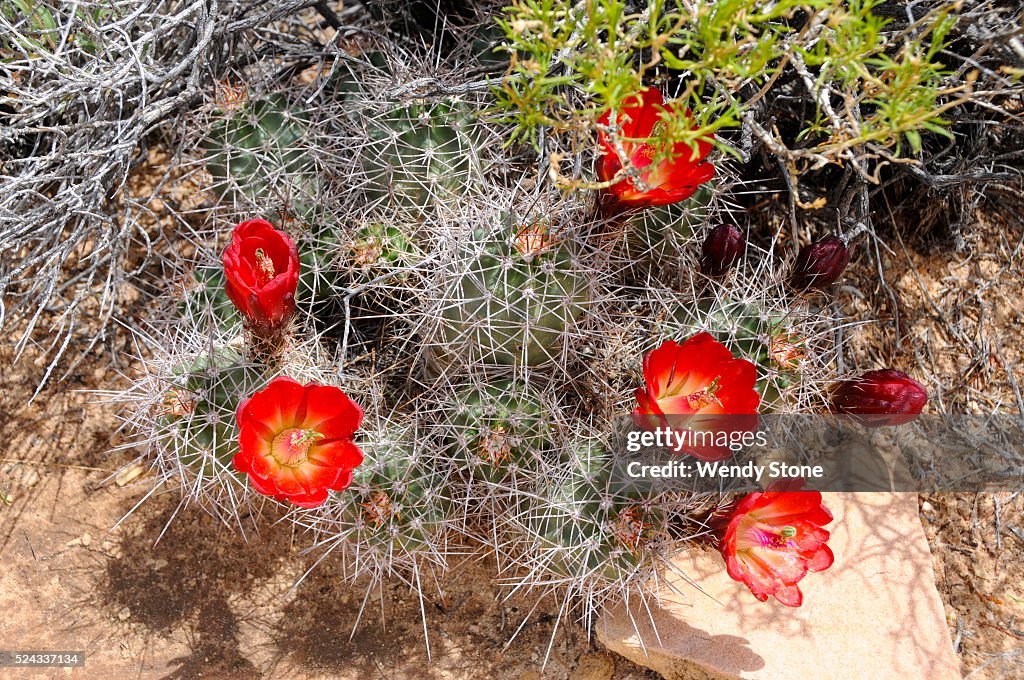 High desert flowers, trees and shrubs