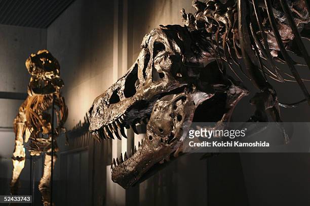 Tarbosaurus from Mongolia is seen next to the world's largest Tyrannosaurus Rex, named Sue, is seen at the Dinosaur Expo 2005 after it's assembly was...