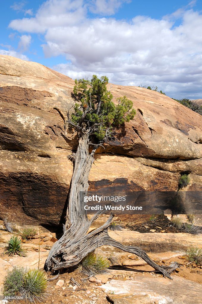 High desert flowers, trees and shrubs