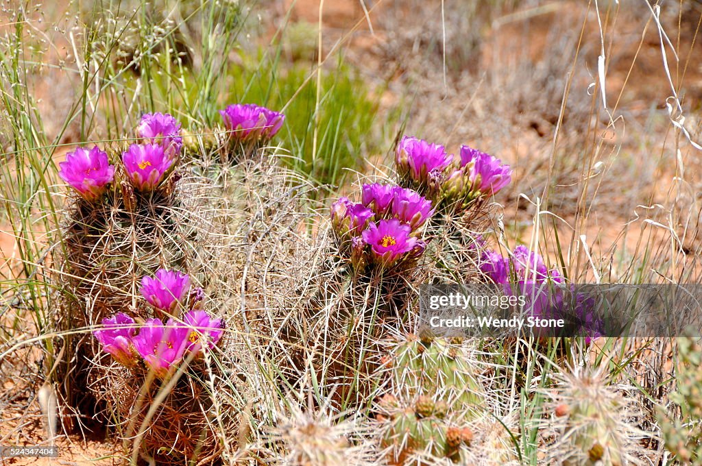 High desert flowers, trees and shrubs