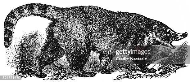 nasenbär (nasua socialis - coati stock-grafiken, -clipart, -cartoons und -symbole