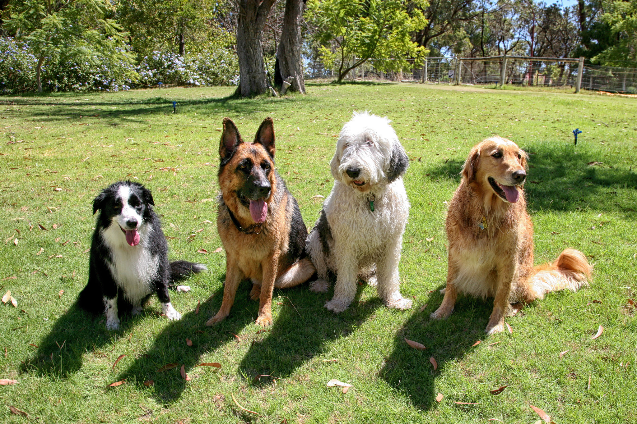 Four Dogs In A Garden Four Dogs In A Garden