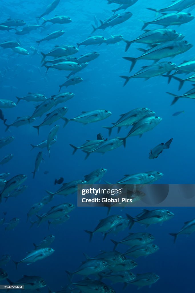 Jackfish - Palau, Micronesia