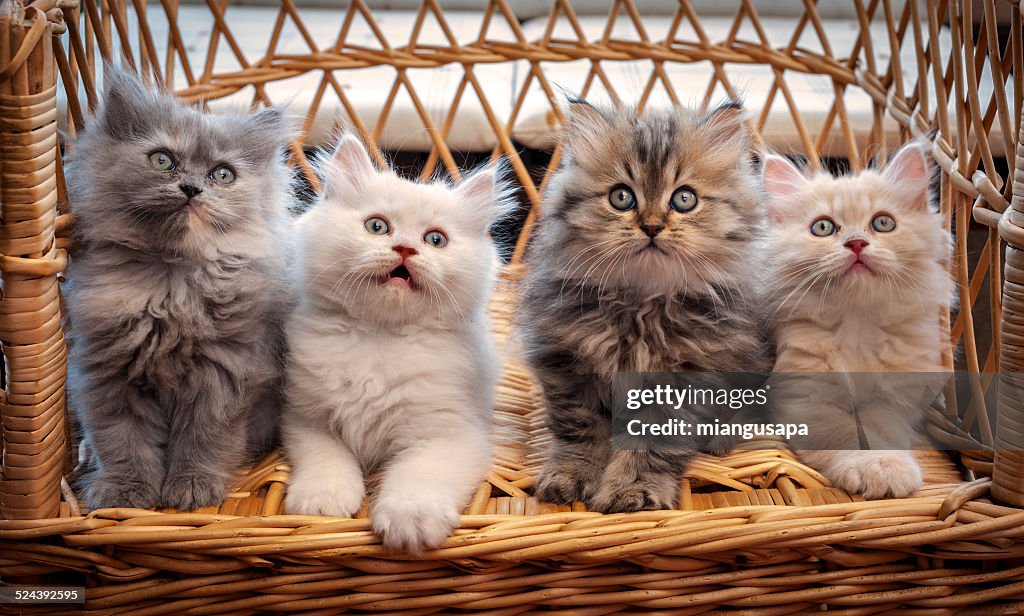 Four kittens looking straight ahead