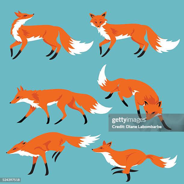 ein satz von comic foxes auf blauem hintergrund - fox drawing stock-grafiken, -clipart, -cartoons und -symbole