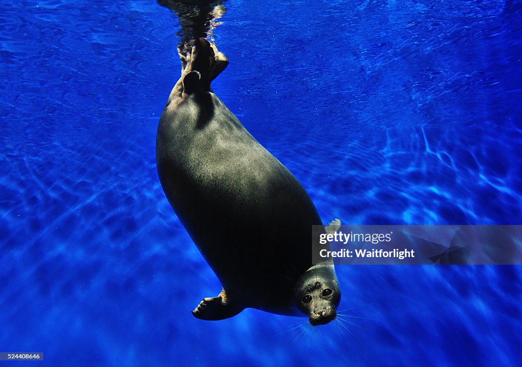 Freshwater seal in Lake Baikal