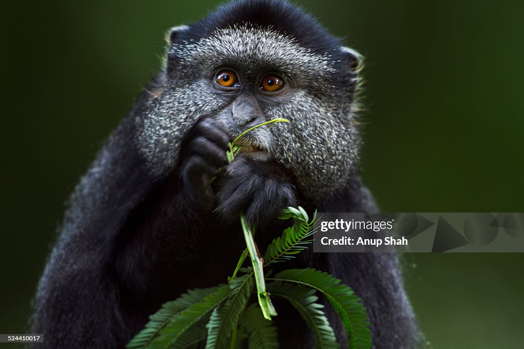 Blue monkey baby feeding on vegetation