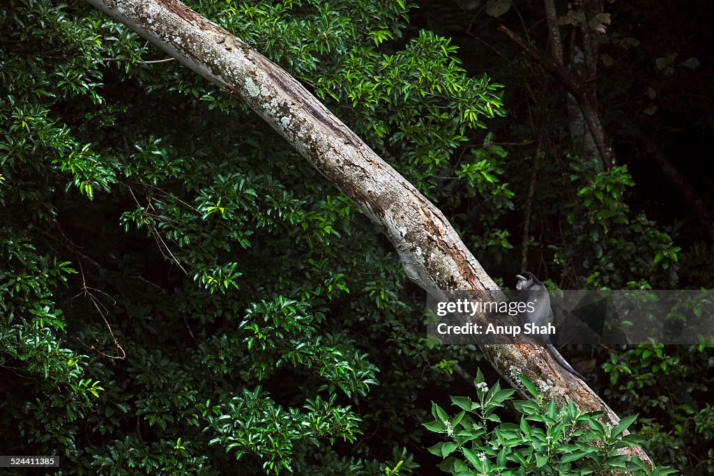 Blue monkey sitting on the trunk of a fallen tree