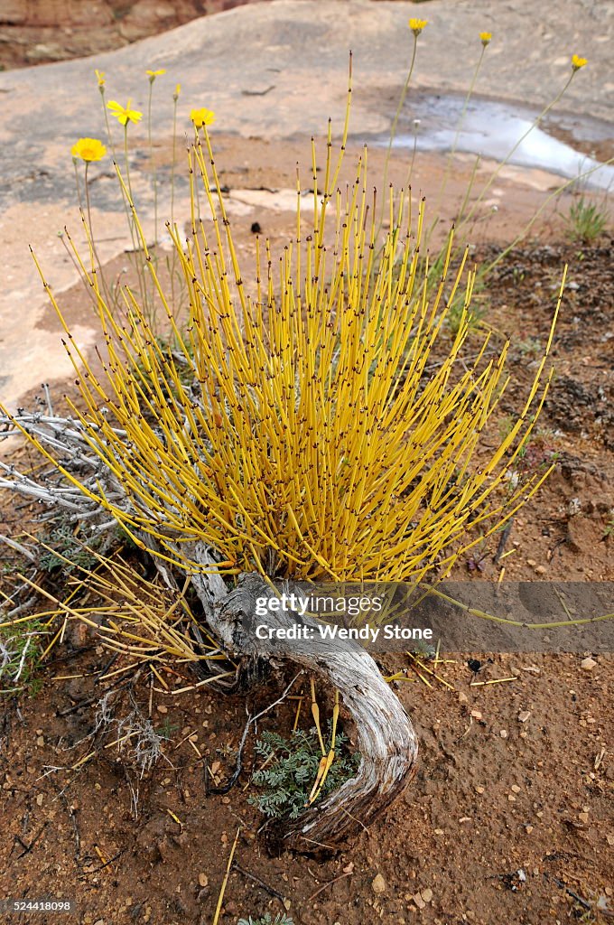 High desert flowers, trees and shrubs