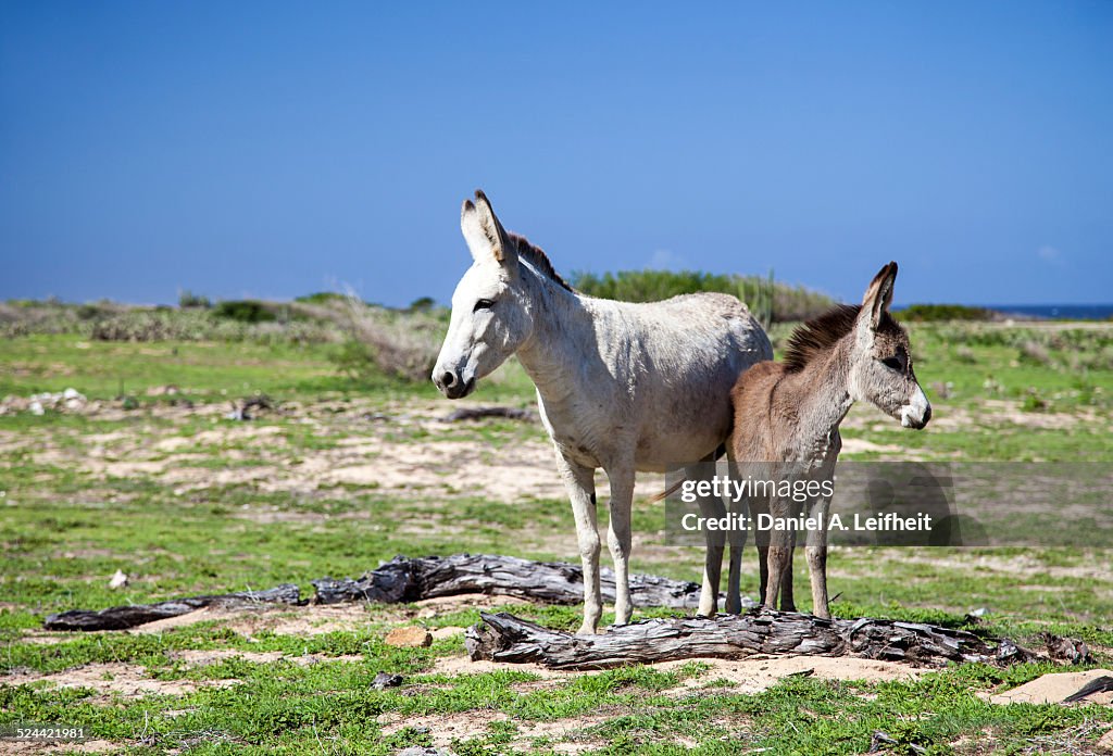 Wild Donkeys