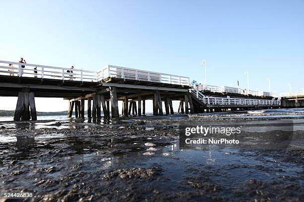 Sopot, Poland 17th, July, 2014 Due to the high temperature and flauta at sea, on the Sopot's Baltic Sea beach blue-green cyanobacteria algae bloomed....