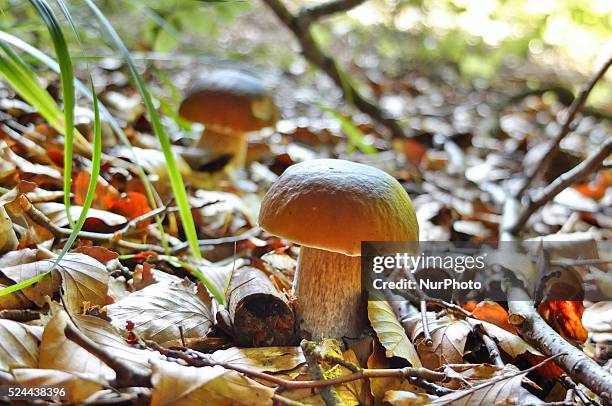 Dabrowa, Poland 28th, August 2014 Picking Penny bun mushrooms in the Bory Tucholskie forest. Picking mushrooms and selling them, is a popular way to...