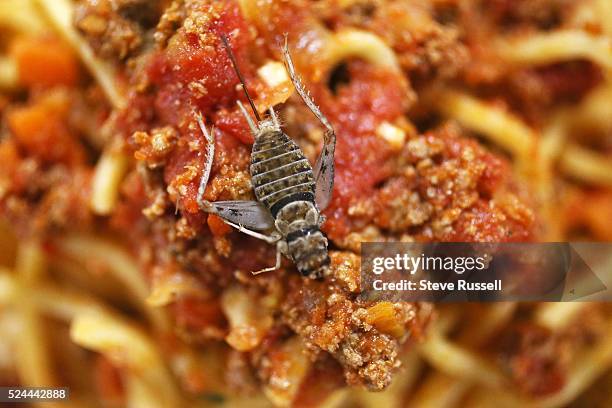 Spaghetti with bolognese sauce made from crickets, the cricket on top is a garnish.. Brothers Lee and Eli Cadesky are behind Toronto's C-Fu Foods and...