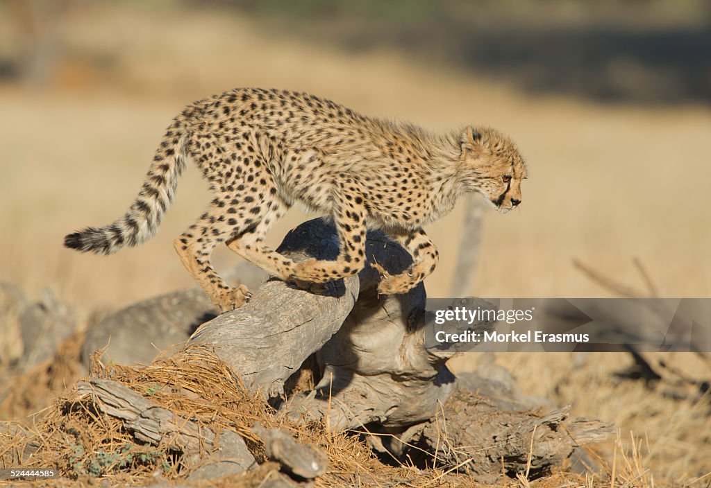 Cheetah cub jumping over a log in the Kalahari