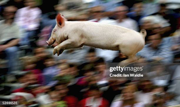 Lisa the Pig flies through the air as she jumps from a high-board into a pool of water at the Pig Racing and Diving display at the Sydney Royal...