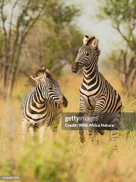 zebra fighting - limpopo province stock pictures, royalty-free photos & images