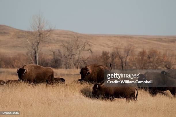 The 123,000 acre American Prairie Reserve south of Malta in northern Montana is an intact grass and sage steppe prairie ecosystem. There are 215...