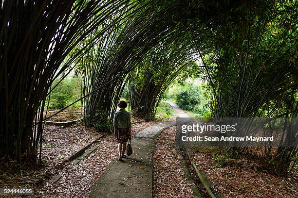 woman walking  through bamboo grove - wuhan photos et images de collection