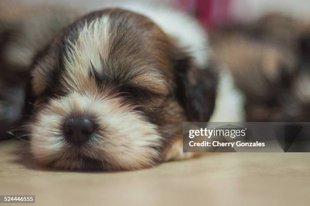 lhasa apso puppy sleeping - lhasa apso puppy stock pictures, royalty-free photos & images