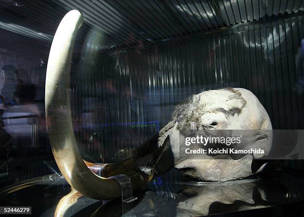 Frozen mammoth discovered in the permafrost zone in Siberia is displayed in the Global House March 18, 2005 in Nagakute, Japan. Aichi Expo 2005 will...