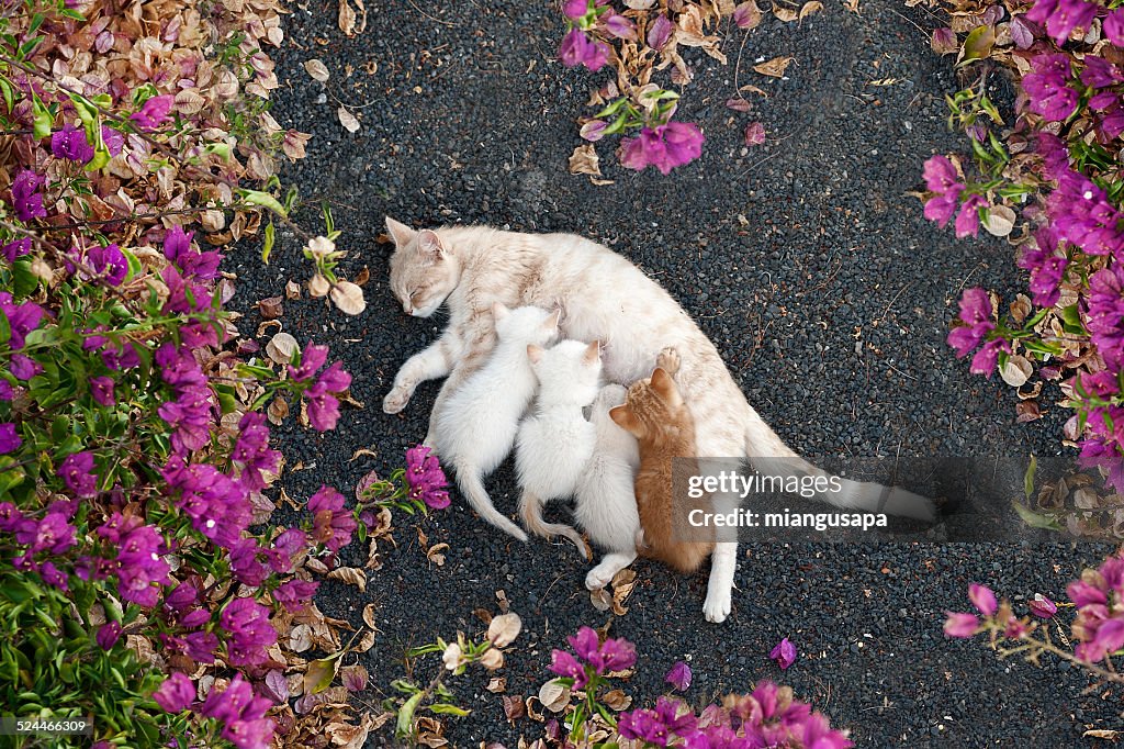 Nursing kittens surrounded by flowers