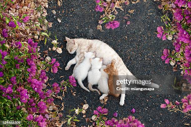 nursing kittens surrounded by flowers - suckling stock pictures, royalty-free photos & images