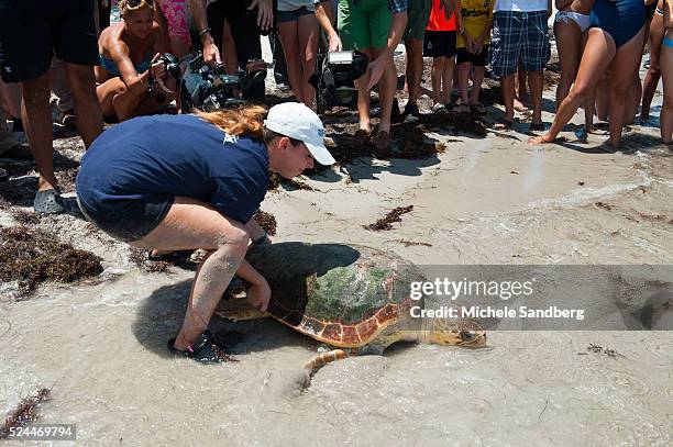 Loggerhead Rock 46 Loggerhead Key Stock Photos, High-Res Pictures, and Images - Getty ...