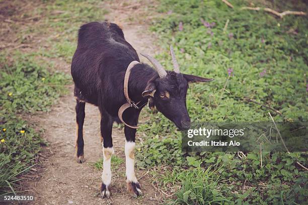 black goat - goat wearing collar stock-fotos und bilder