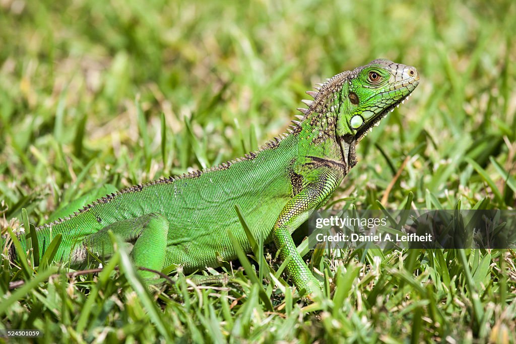 Iguana