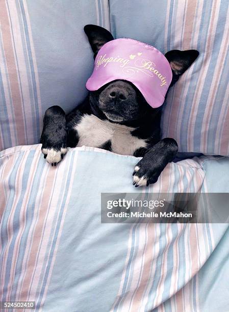 dog sleeping beauty - sleeping dog stock pictures, royalty-free photos & images