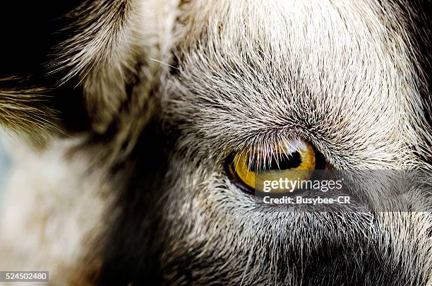Goat Vision Camera Goat Eyes Photos and Premium High Res Pictures - Getty Images