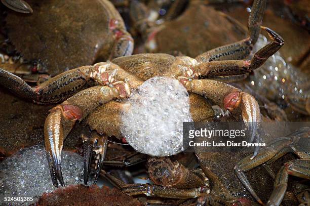 velvet crab and the foam - fischmousse stock-fotos und bilder