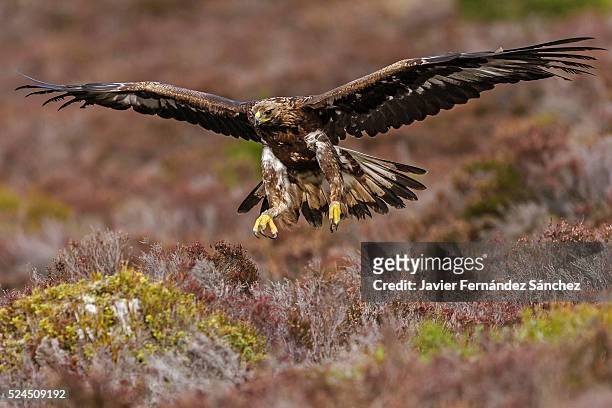 a golden eagle flying over a moorland in scotland. aquila chysaetos - steinadler stock-fotos und bilder