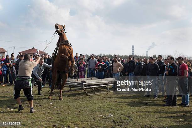 Bulgarian Roma participate in a weight pulling contest during the festival of Horse Easter in the Fakulteta neighborhood of Sofia on February 28,...