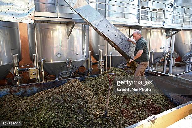 September 07- SPAIN: grape harvest in the catalan town of Sant Sadurni d'Anoia, the largest producer of cava and wine of Catalunya. Photo: Joan Valls...