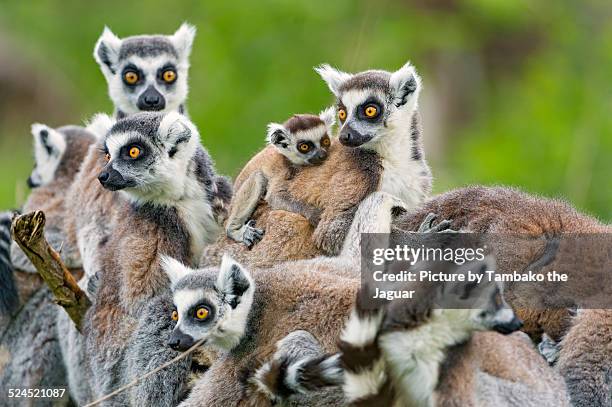 a heap of lemur - lémur de cola anillada fotografías e imágenes de stock